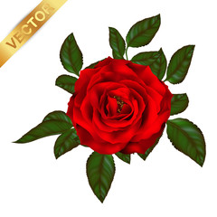 Naklejka premium beautiful bouquet with red roses and leaves. Floral arrangement.design greeting card and invitation of the wedding, birthday,Valentine's Day, mother's day and other holiday.