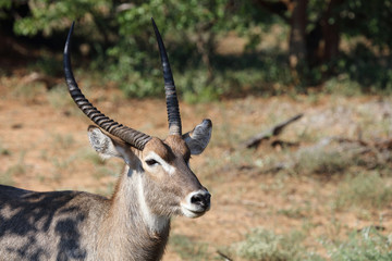 Wasserbock / Waterbuck / Kobus ellipsiprymnus