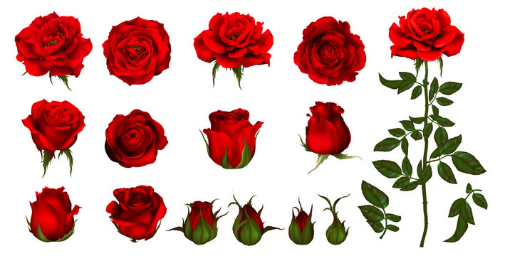 Rose flower set of blooming plant. Garden rose isolated icon of red blossom, petal and bud with green stem and leaf for romantic floral decoration, wedding bouquet and valentine greeting card 