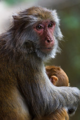 Mother macaque with a baby