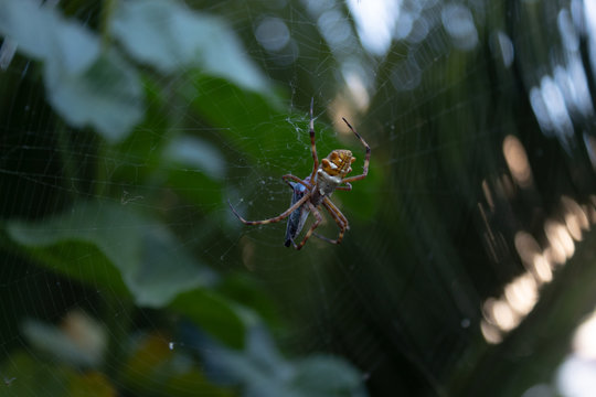 Aranha e sua presa