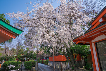 京都　車折神社（くるまざきじんじゃ）の桜