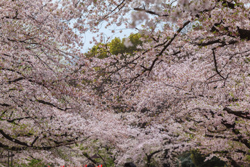 Shallow focus of beautiful sakura cherry blossom in Ueno park, spring season at Tokyo, Japan