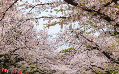 Shallow focus of beautiful sakura cherry blossom in Ueno park, spring season at Tokyo, Japan