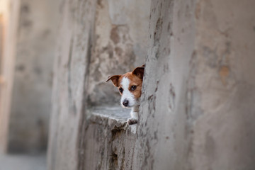 Little Jack Russell Terrier in the city. Pet for a walk in the city. Dog Journey. healthy lifestyle