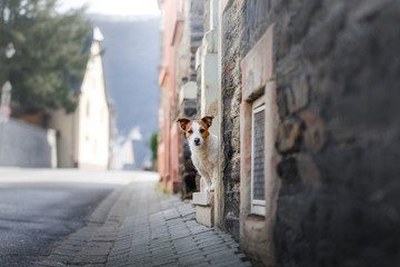 Little Jack Russell Terrier in the city. Pet for a walk in the city. Dog Journey. healthy lifestyle