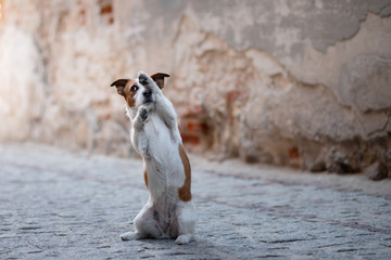 Little Jack Russell Terrier in the city. Pet for a walk in the city. Dog Journey. healthy lifestyle
