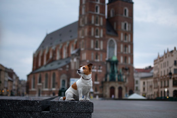 Little Jack Russell Terrier in the city. Pet for a walk in the city. Dog Journey. healthy lifestyle