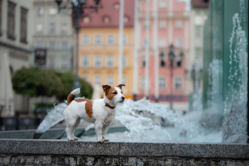 Little Jack Russell Terrier in the city. Pet for a walk in the city. Dog Journey. healthy lifestyle