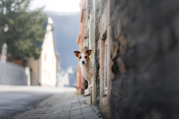Little Jack Russell Terrier in the city. Pet for a walk in the city. Dog Journey. healthy lifestyle