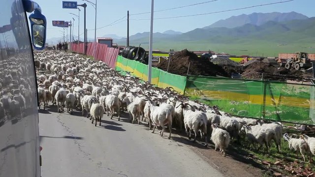People are herding sheep near Xining, Qinghai Province,China