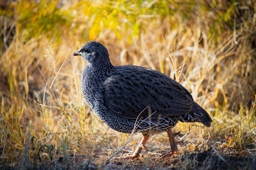 Blue pheasant walking through the bush in the Kruger National Park, South Africa