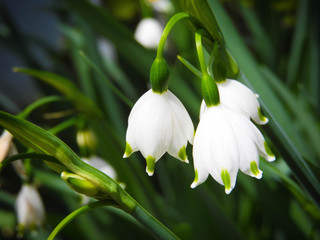 White bell flower (Campanula)