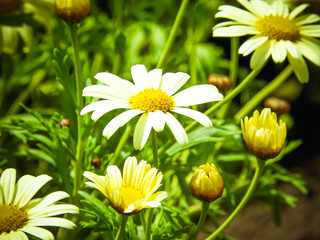 Blooming white chamomile