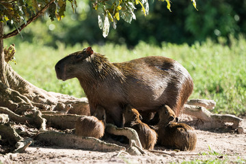 Fototapete bei efototapeten.de bestellen   