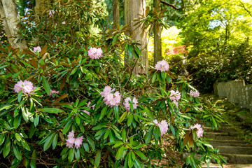 長安寺のシャクナゲ