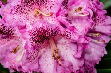 Grandma's Hat Rhododendron in full bloom