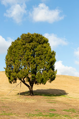 Fototapeta premium Lonely tree at olympic park, seoul with yellow grass field and blue sky background