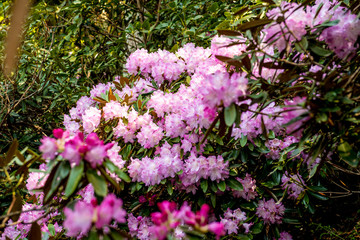 長安寺のシャクナゲ