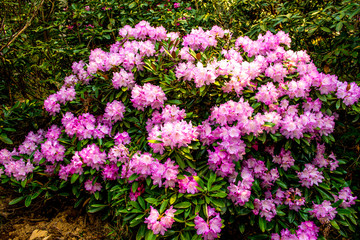 長安寺のシャクナゲ