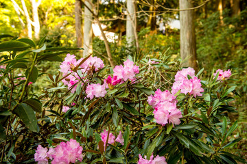長安寺のシャクナゲ