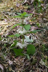 White dead nettle (Lamium album)