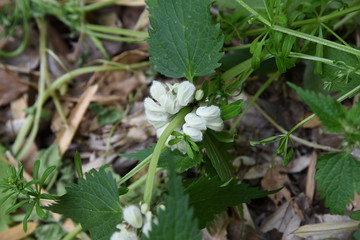 White dead nettle (Lamium album)