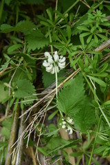White dead nettle (Lamium album)