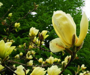 Obraz na płótnie Canvas Magnolia blossom. Beautiful yellow flowering magnolia close up. Chinese Magnolia denudata Yellow River ('Fei Huang') with big delicate yellow flowers.