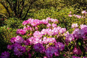 長安寺のシャクナゲ