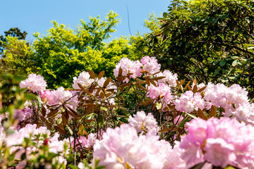 長安寺のシャクナゲ