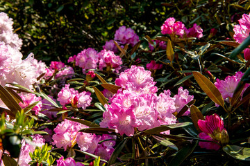 長安寺のシャクナゲ