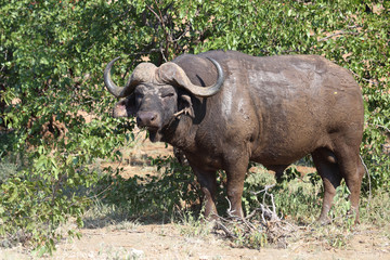 Kaffernb&uuml;ffel / Buffalo / Syncerus caffer