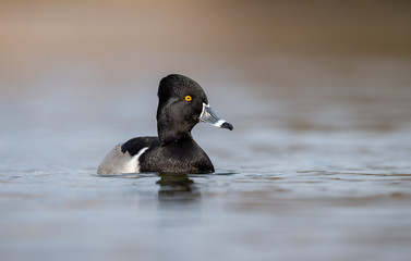 Fototapeta premium Ring-necked Duck 