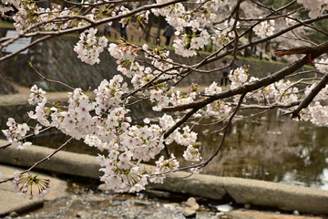 水辺の桜