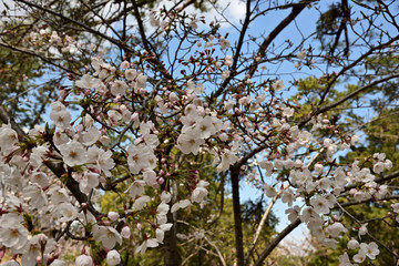 Fototapeta na wymiar 青空に桜
