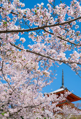 清水寺の三重塔と桜
