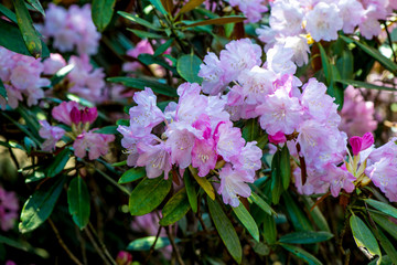 長安寺のシャクナゲ