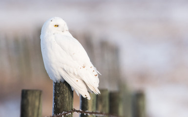 Snowy owl in the wild