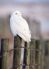Snowy owl in the wild