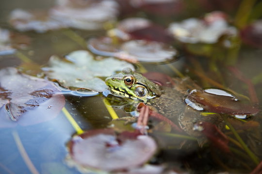 Frog Among the Lily Pads