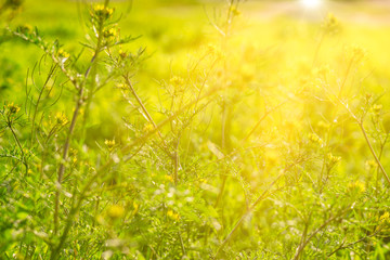 Wild green grass background with sun shining over