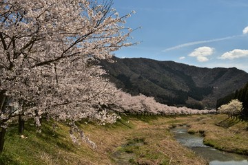 桜並木と山並み