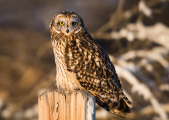 Short eared owl in the wild