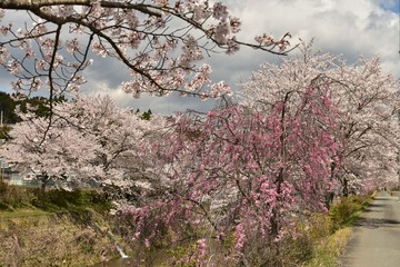 川辺の桜