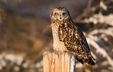 Short eared owl in the wild