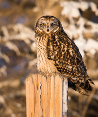 Short eared owl in the wild