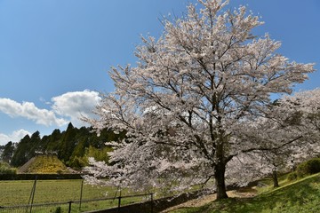青空に満開の桜