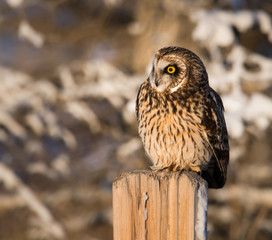 Short eared owl in the wild