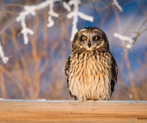 Short eared owl in the wild